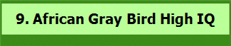 9. African Gray Bird High IQ  